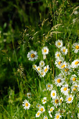 Oxeye daisy