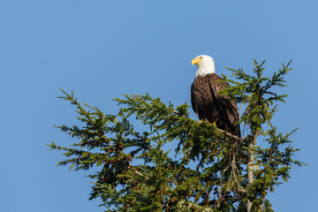 Bald Eagle