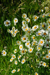 Fototapeta premium Oxeye daisy