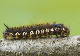 Гусеница Коконопряд травяной Euthrix potatoria