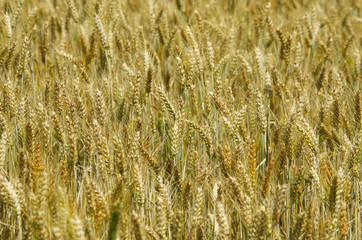 Golden wheat growing in a field