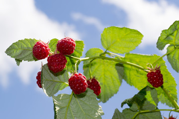 Raspberries on a branch