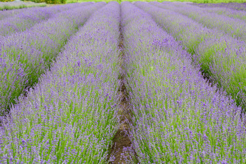 Fototapeta na wymiar Lavender fields in Belgium