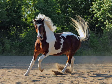 Expressive Gypsy Horse