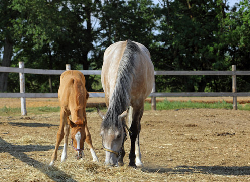 Baby horse and mare equine in evening