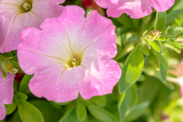 close-up pink flowers in the garden blue sky background