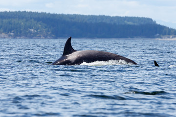 Naklejka premium Orca whale or killer whale