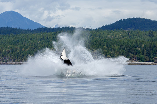 Jumping Orca Whale Or Killer Whale