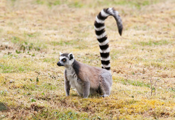 Maki catta - Lemur catta - en observation