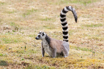 Maki catta - Lemur catta - en observation