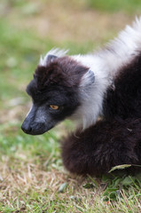 Vari noir et blanc - Varecia variegata - en gros plan