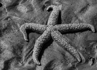 Sea Star on the Sand