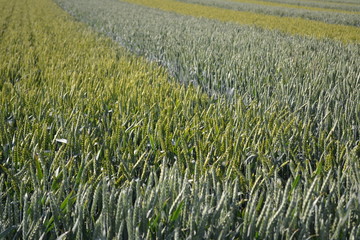 Obraz premium agronomie