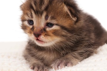 Little kitten