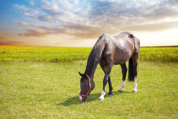 Horse on a pasture