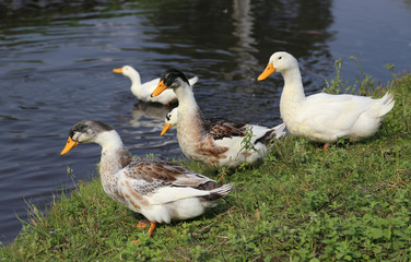 Naklejka na ściany i meble Ducks and geese in the countryside