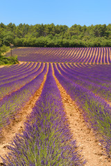 Obraz na płótnie Canvas Landscape with lavender