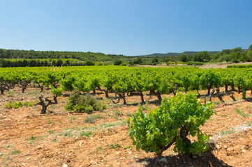 Fototapeta na wymiar Landscape with vineyards in France