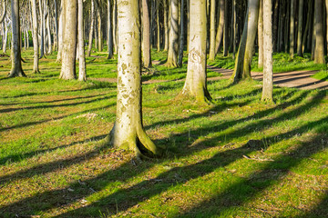 Tree trunks and shadows