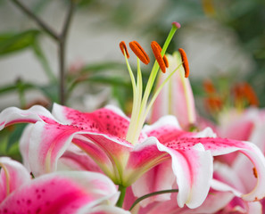 Pink tiger lily on green background