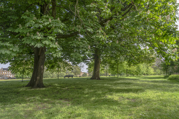 Fototapeta na wymiar Summer in Greenwich park, London UK