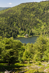 Lac et forêt en montagne