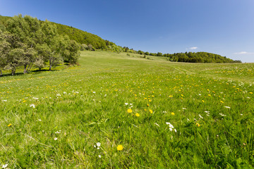 Herbe et pré fleuri en montagne © Sébastien Closs