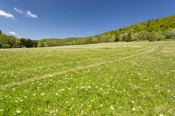 Herbe et pré fleuri et chemin