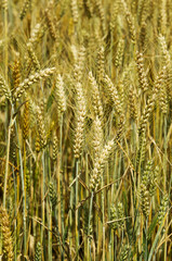 Golden wheat growing in a field