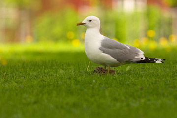 Gull with chick