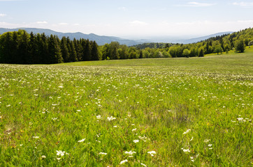 Herbe et pré fleuri © Sébastien Closs