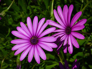 Obraz premium Osteospermum Fleurs pétales roses mauves violettes
