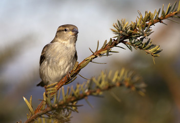 Sparrow bird sitting on a branch