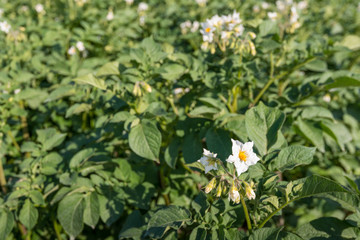 White and yellow flowering potato plants