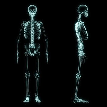 X-ray Full Body Of Skeleton