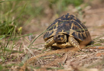 Tortue Herman