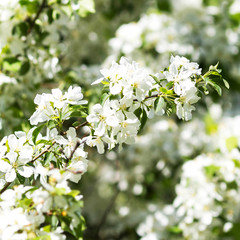 Cherry blossoms background. White Spring Flowers .