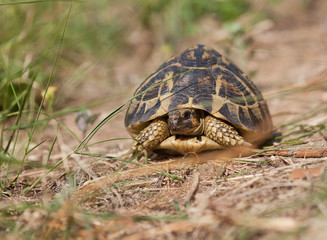 Tortue herman