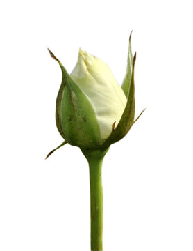 rose blanche bouton