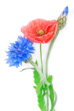 poppy flowers  and cornflower isolated on white