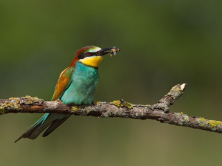 oiseau migrateur, guepier d'europe