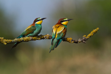 guepiers d'europe en couple