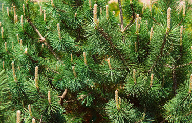 Green pine and cones closeup