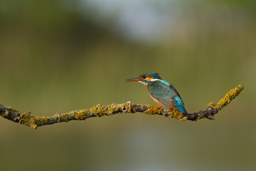 Martin pêcheur oiseau des etangs