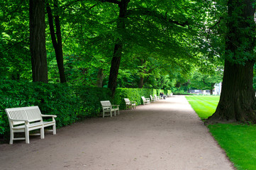 Wide alley with white benches in green summer Lazienki park