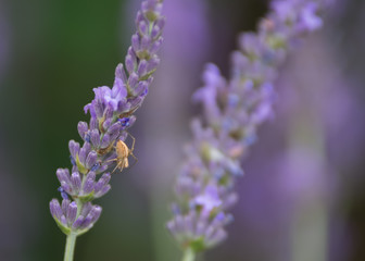 Araignée sur lavande