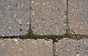 Moss growing through stones, closeup