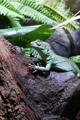 Plumed Basilisk - Basiliscus plumifrons