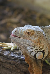 Green Iguana - Iguana iguana