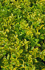Closeup of euonymus fortunei, background, texture